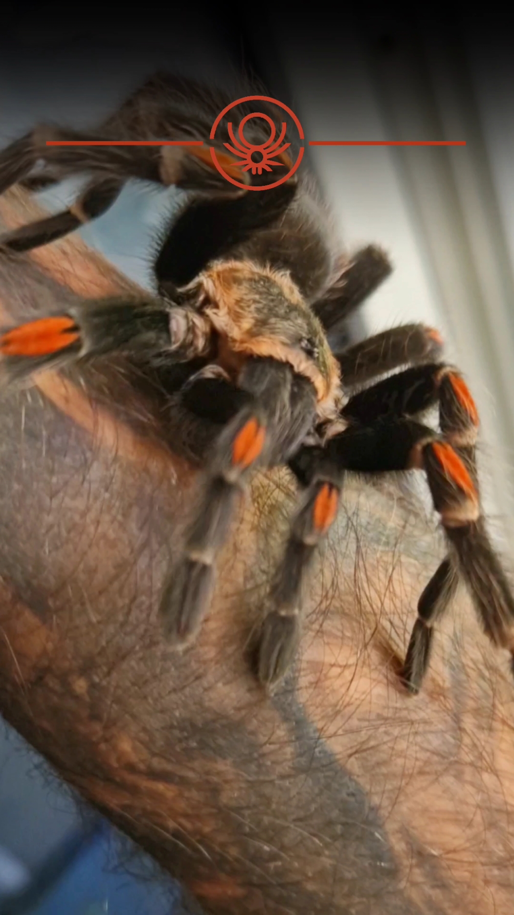 @brachypelma.de