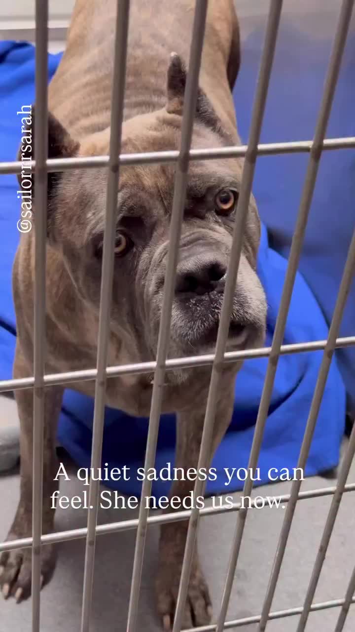 @Saving Mastiffs