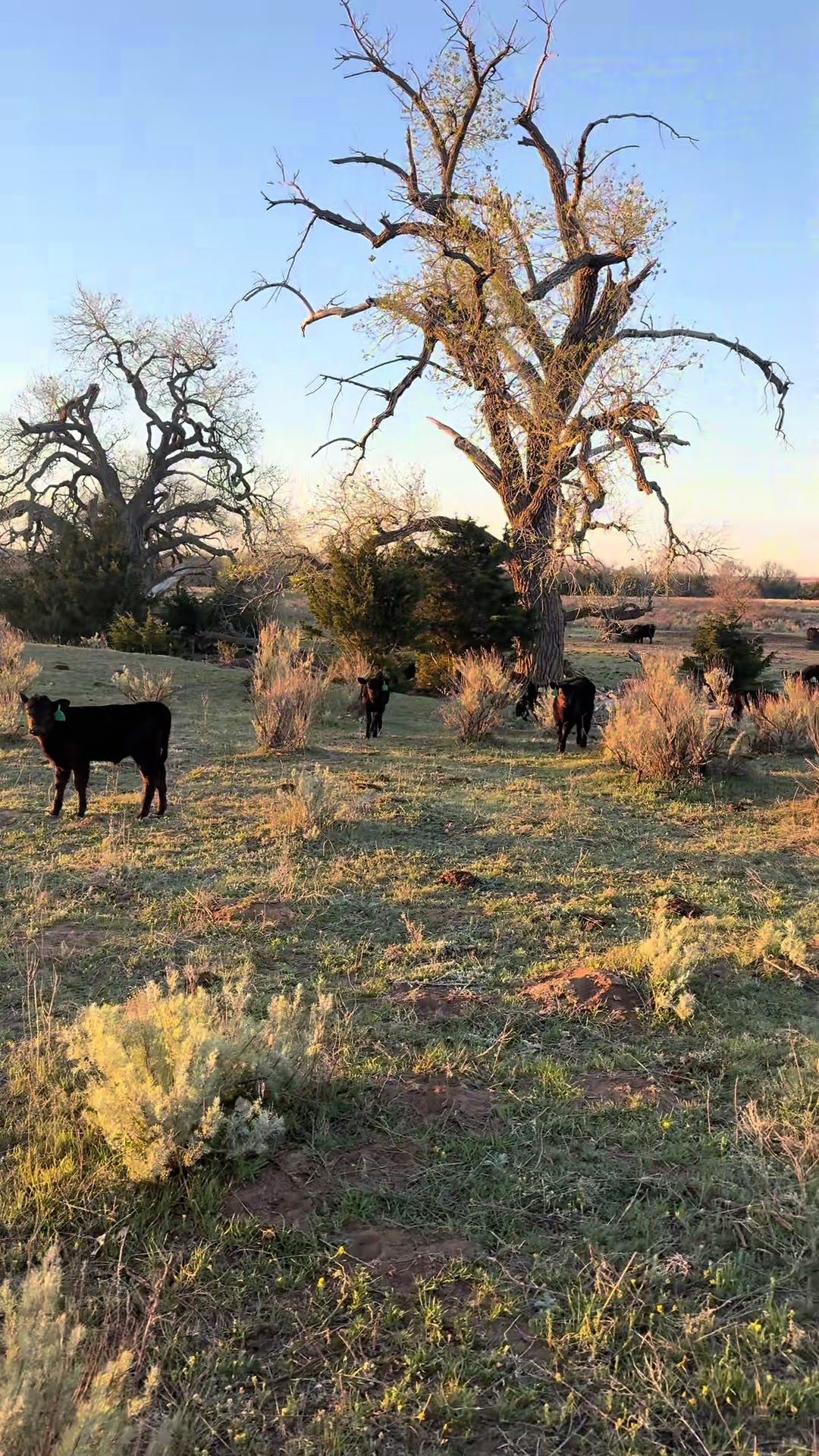 @McKinneyLandCattle