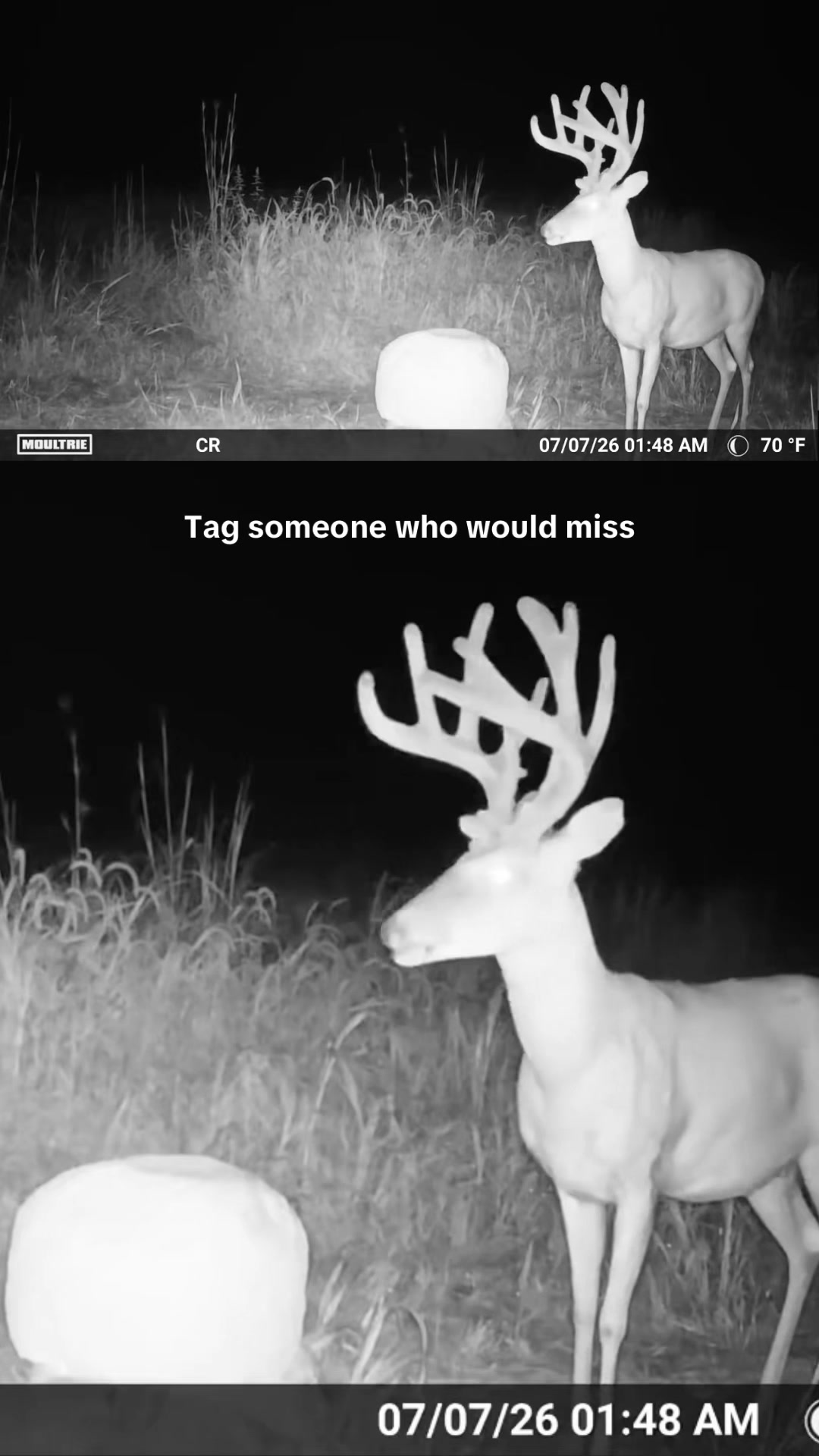 @Moultrie