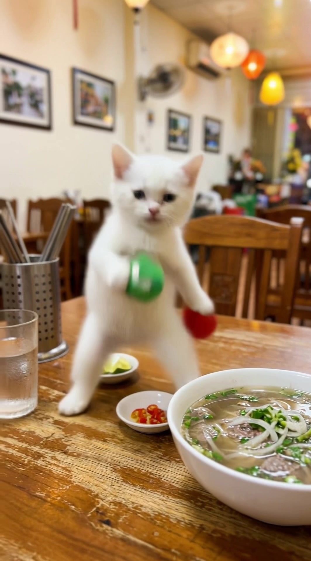 @Go ! Go! Catolution!