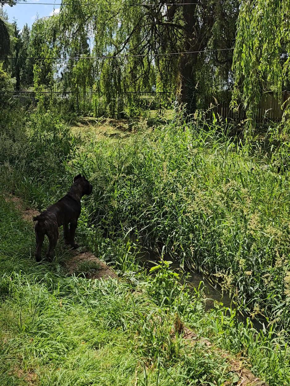 @SalmonCreekCaneCorso