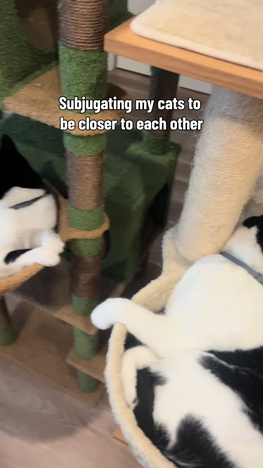 @KitAndMico
