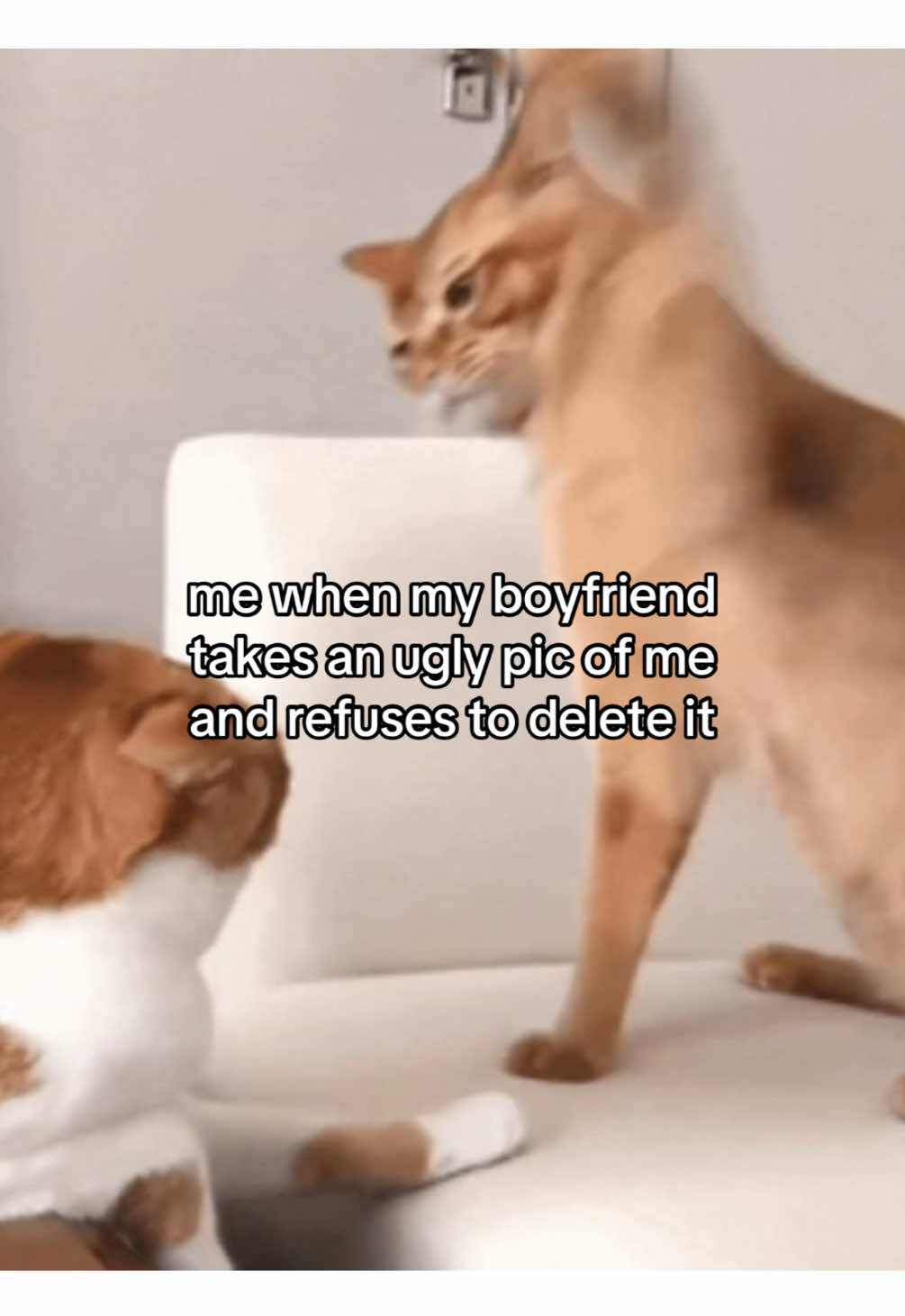 @Alice.cattok