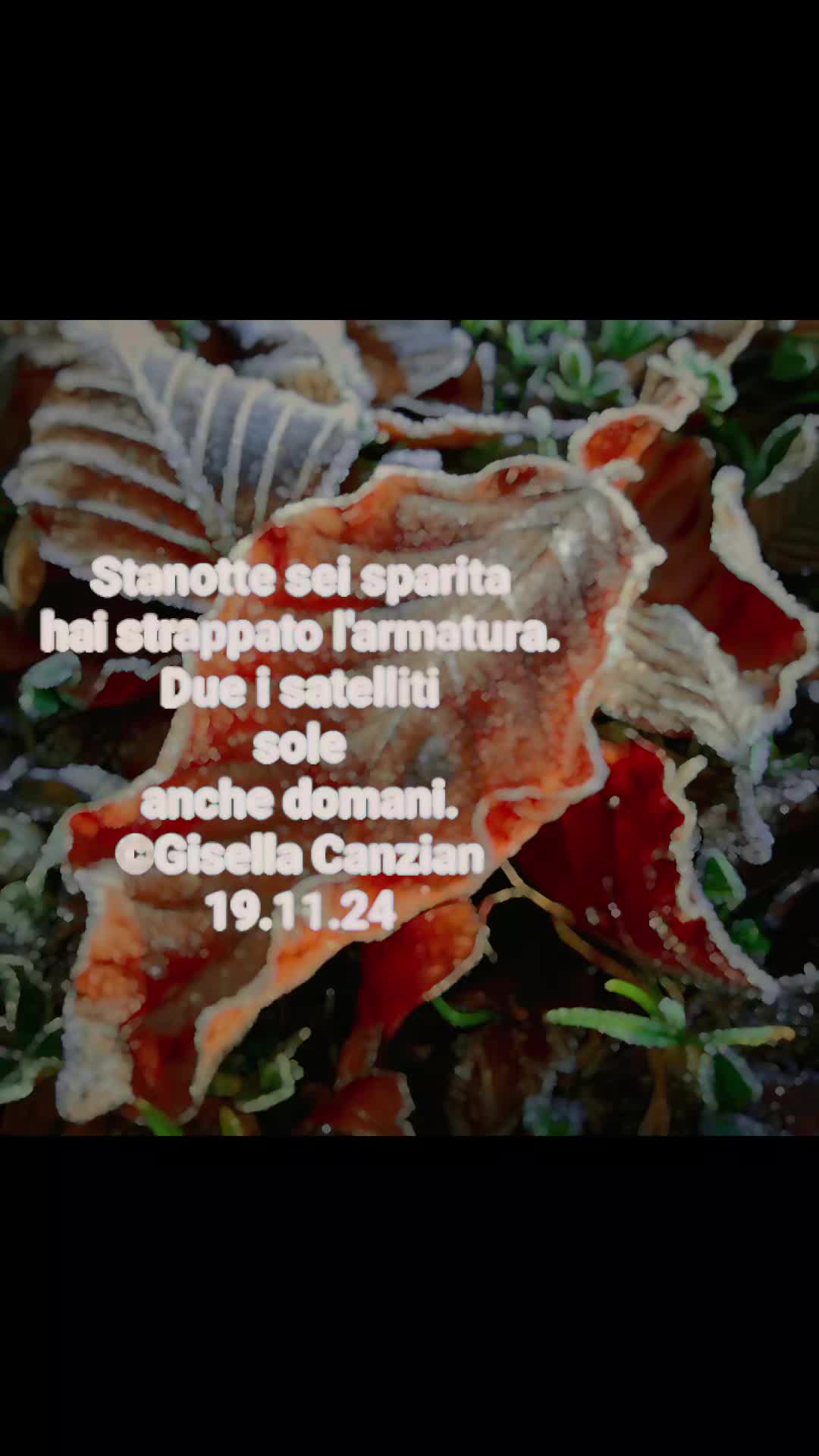 @Gisella🌹