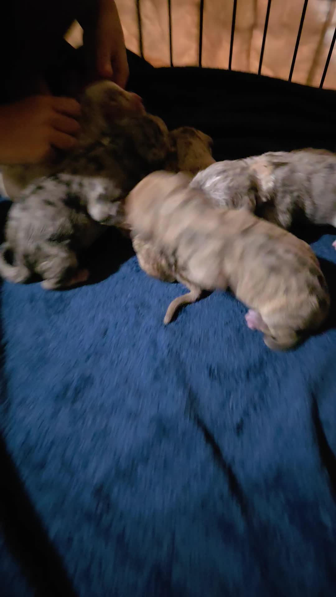 @Hera_The_Bully