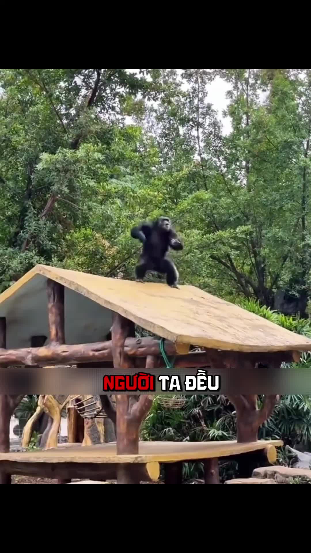 @Zatsugaku Animal