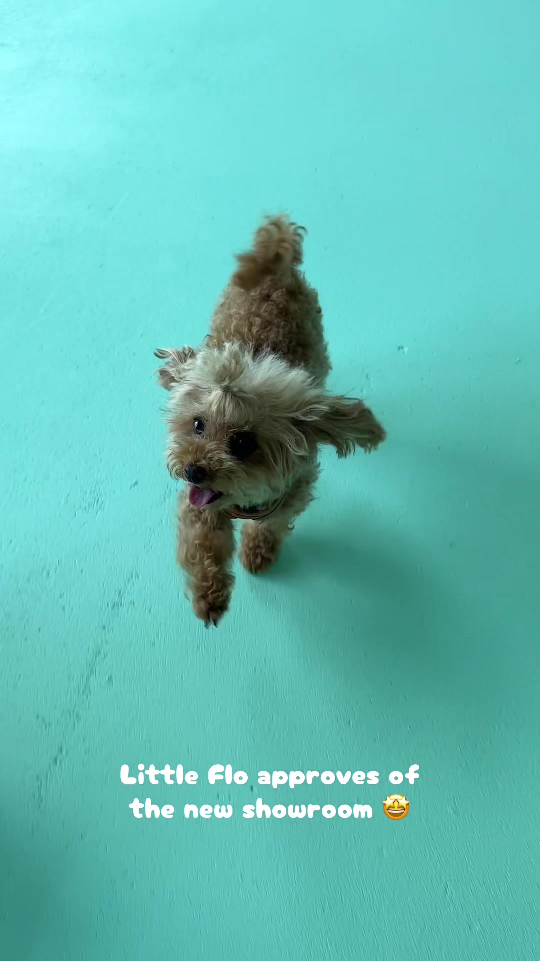 @Studio Pets