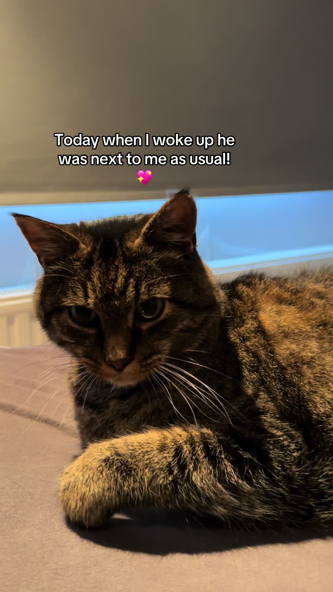@Joep_the_ rescuecat