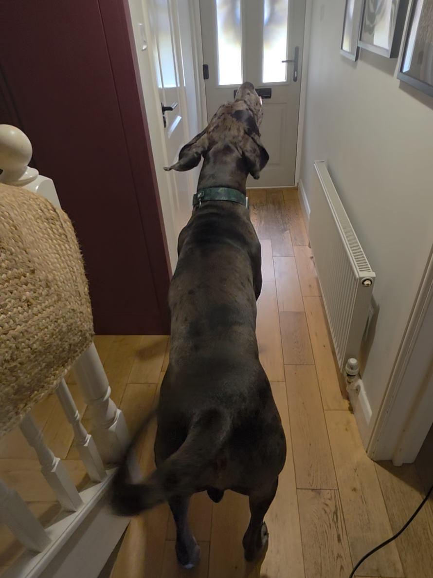 @Magnus the GREAT DANE