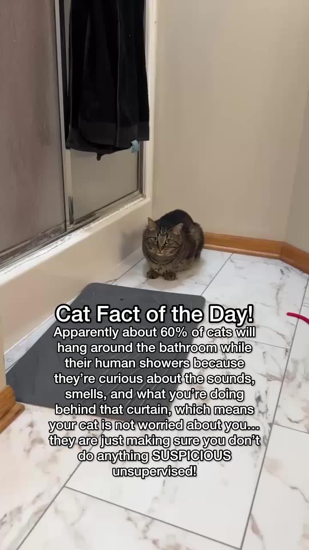 @Chip The Manx