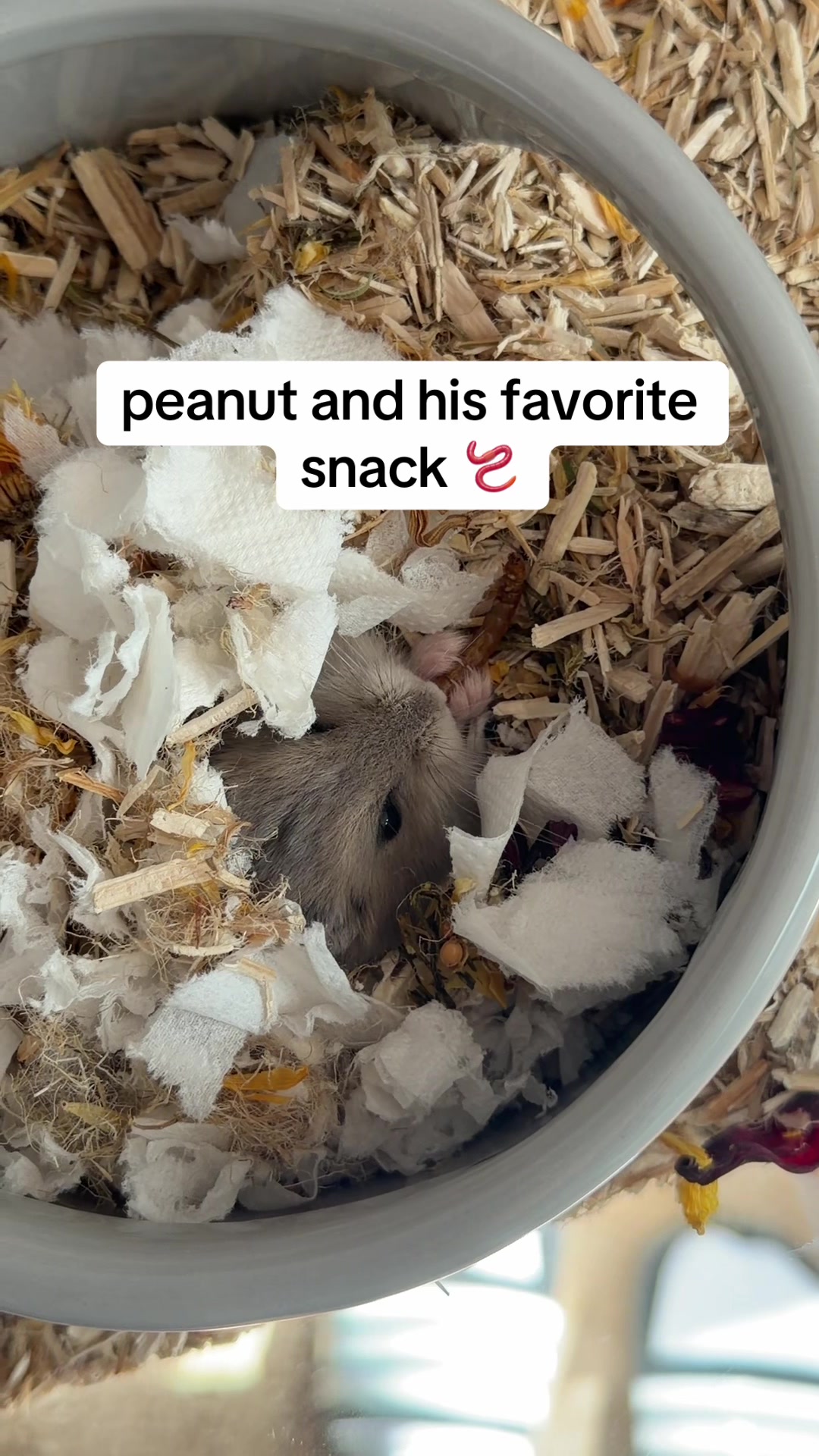 @peanutthehamster1