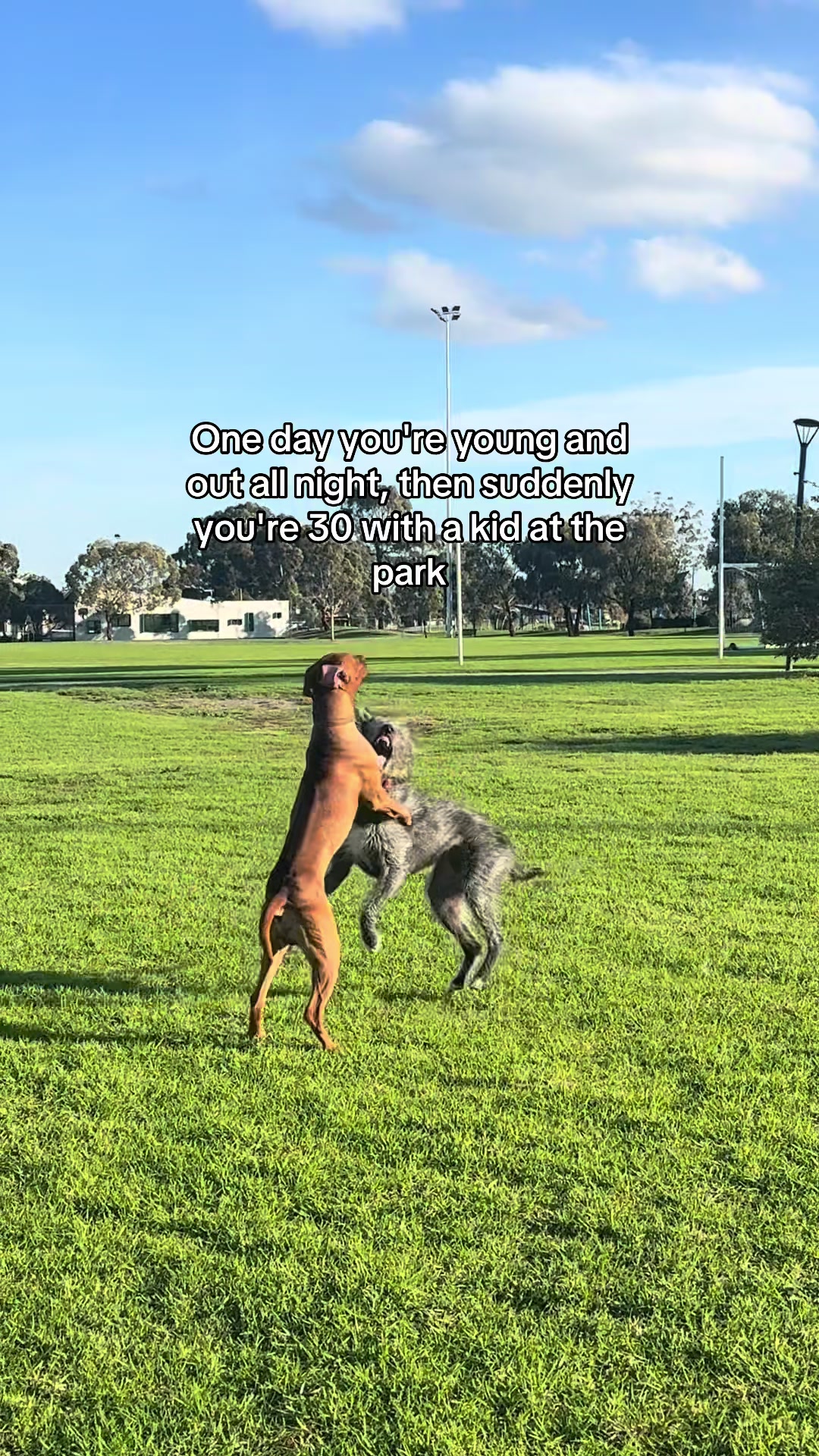 @roverfromthearea