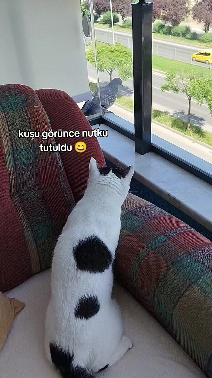 @KAVUN