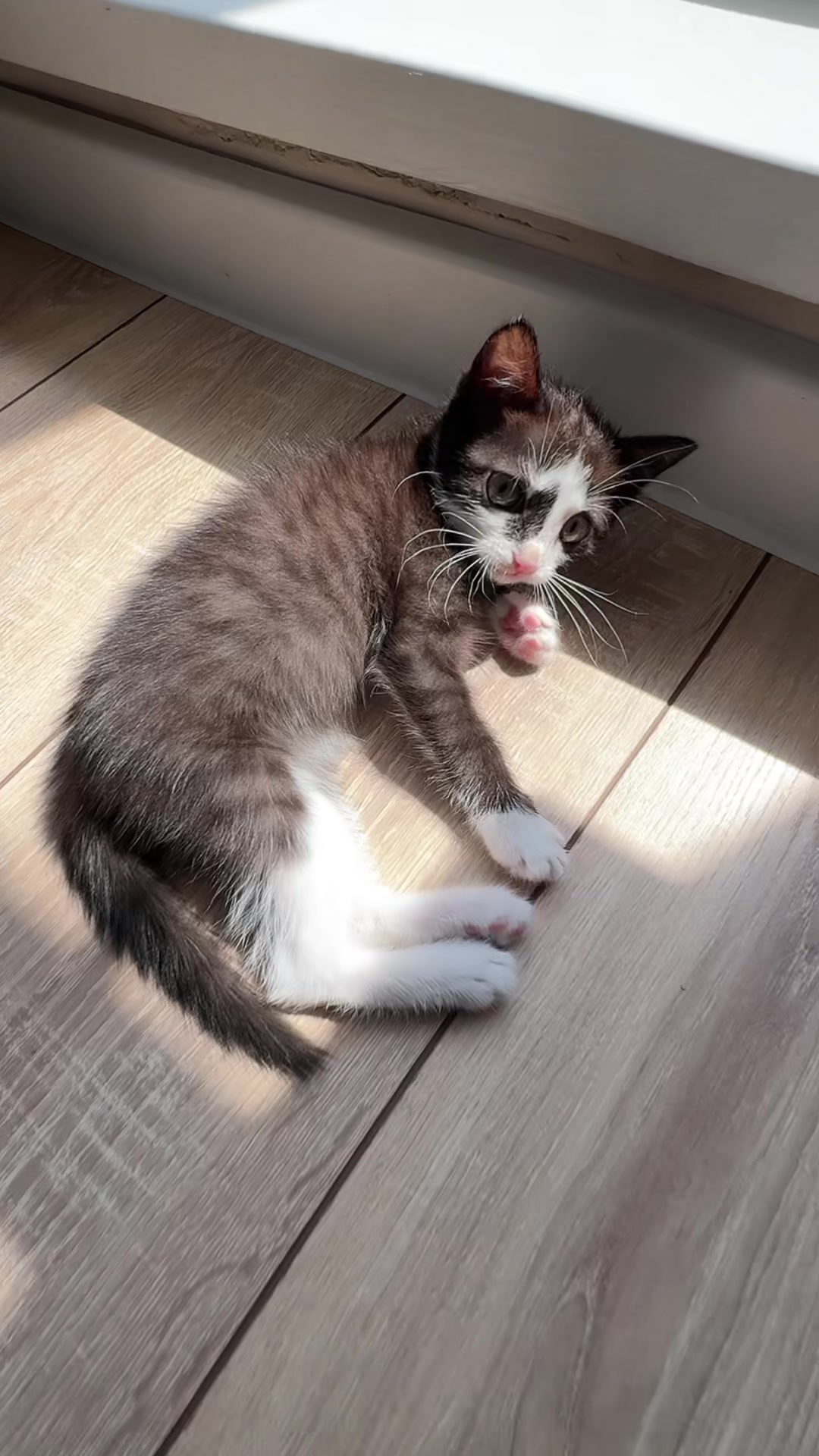 @Lilo the kitty