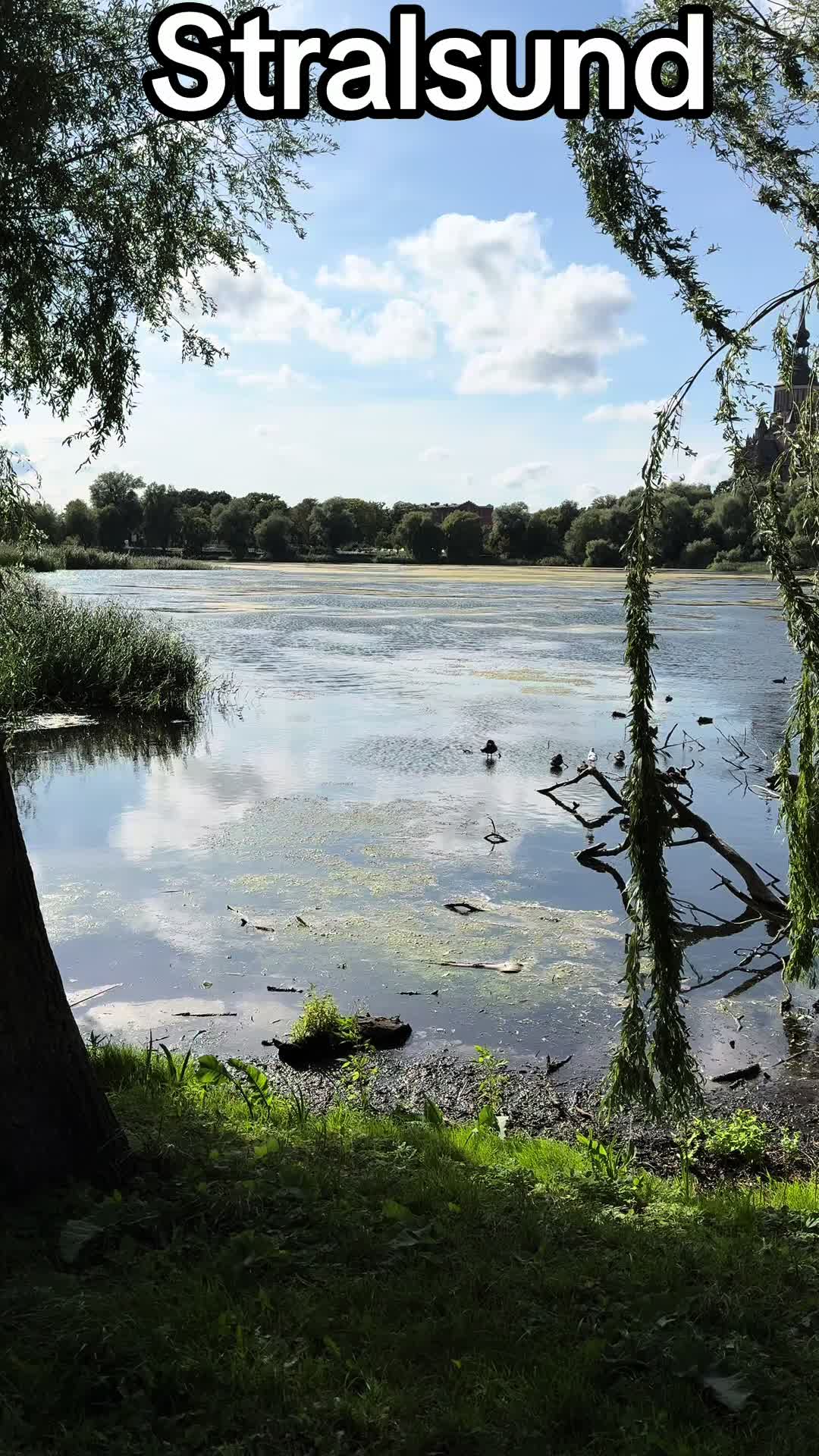 @Stralsunder1974