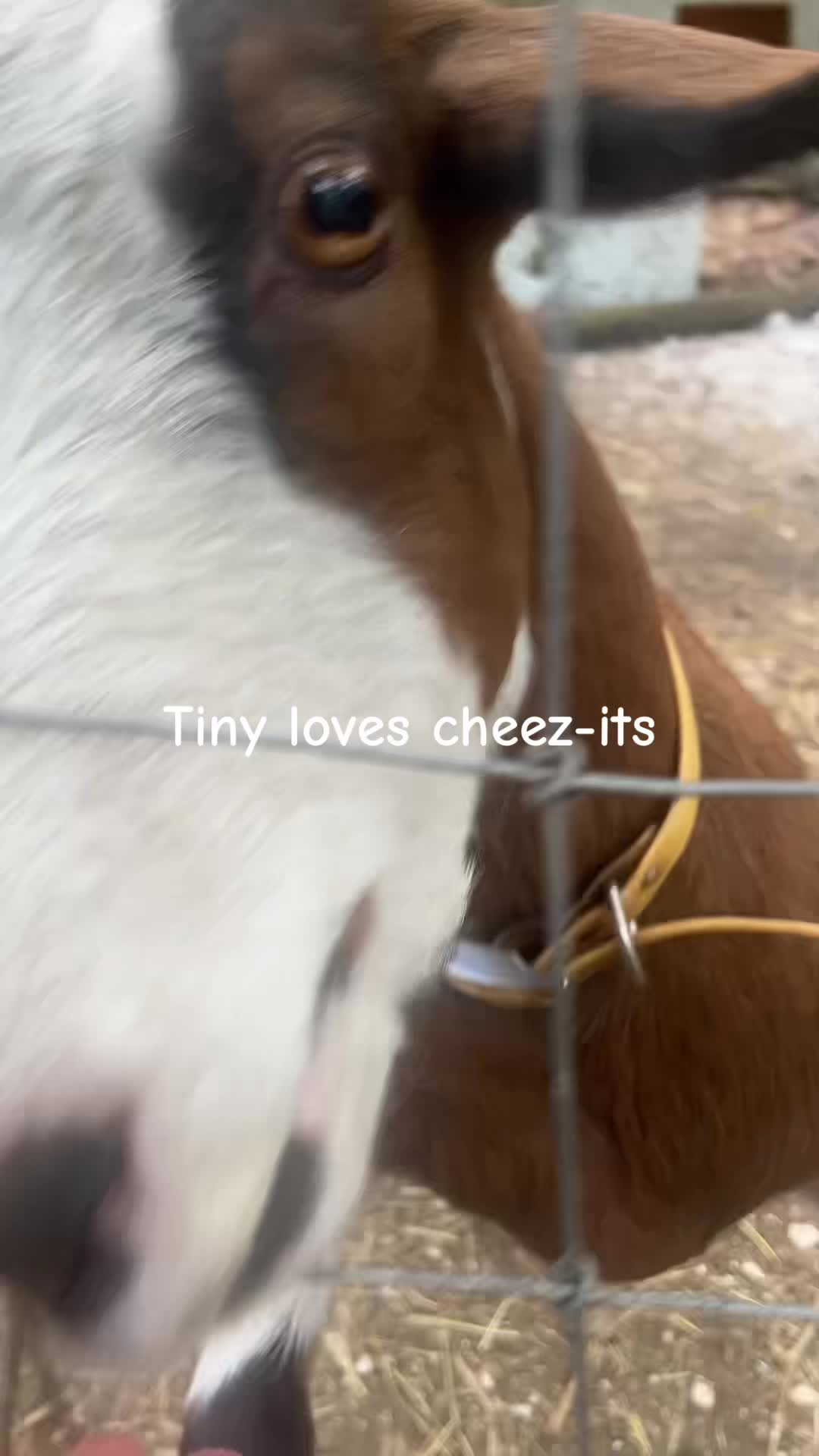 @cedarpineacres