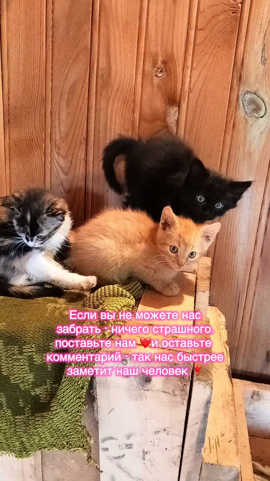 @Оля & Co🐈⬛🐈
