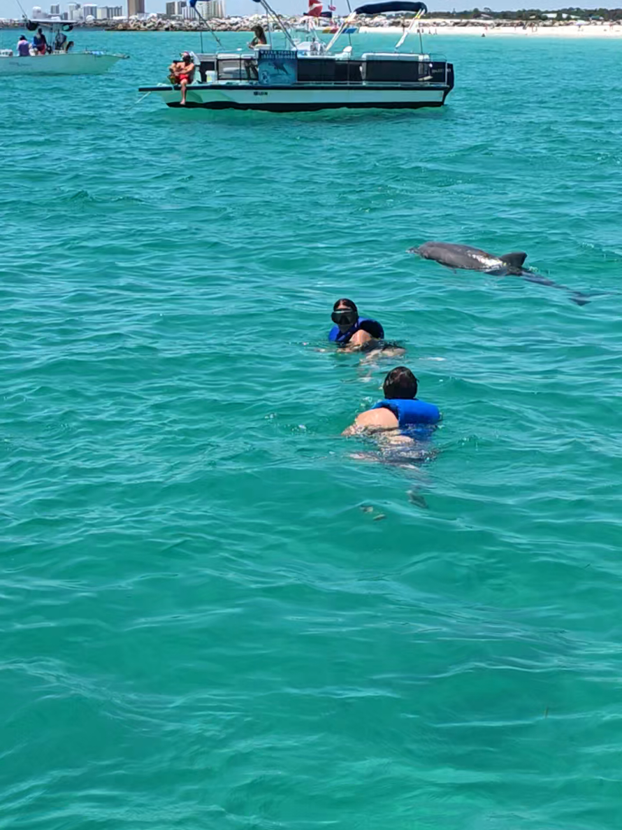 @Shell Island Dolphin Tours 🐬
