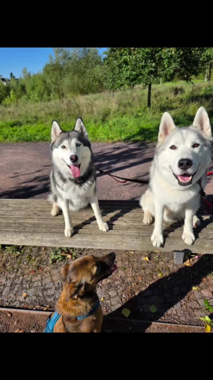 @Husky SkY&AmIgo