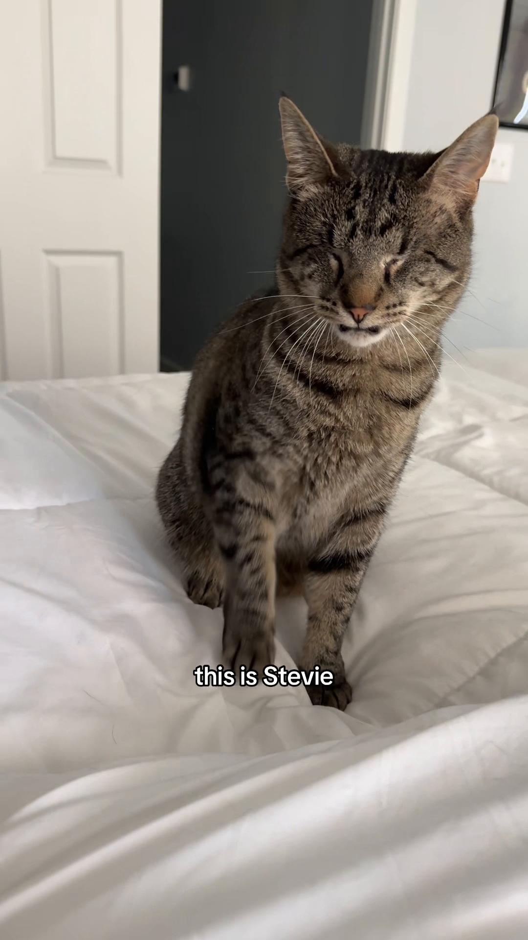 @𝘼𝙢𝙗𝙚𝙧 & 𝙎𝙩𝙚𝙫𝙞𝙚