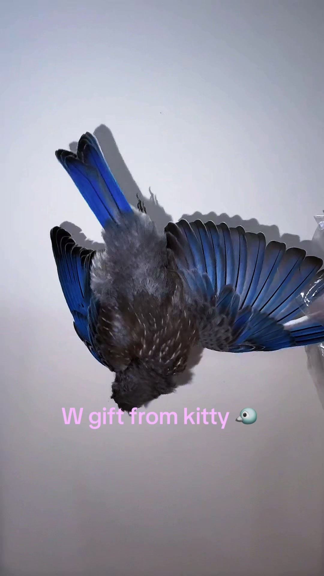 @jade