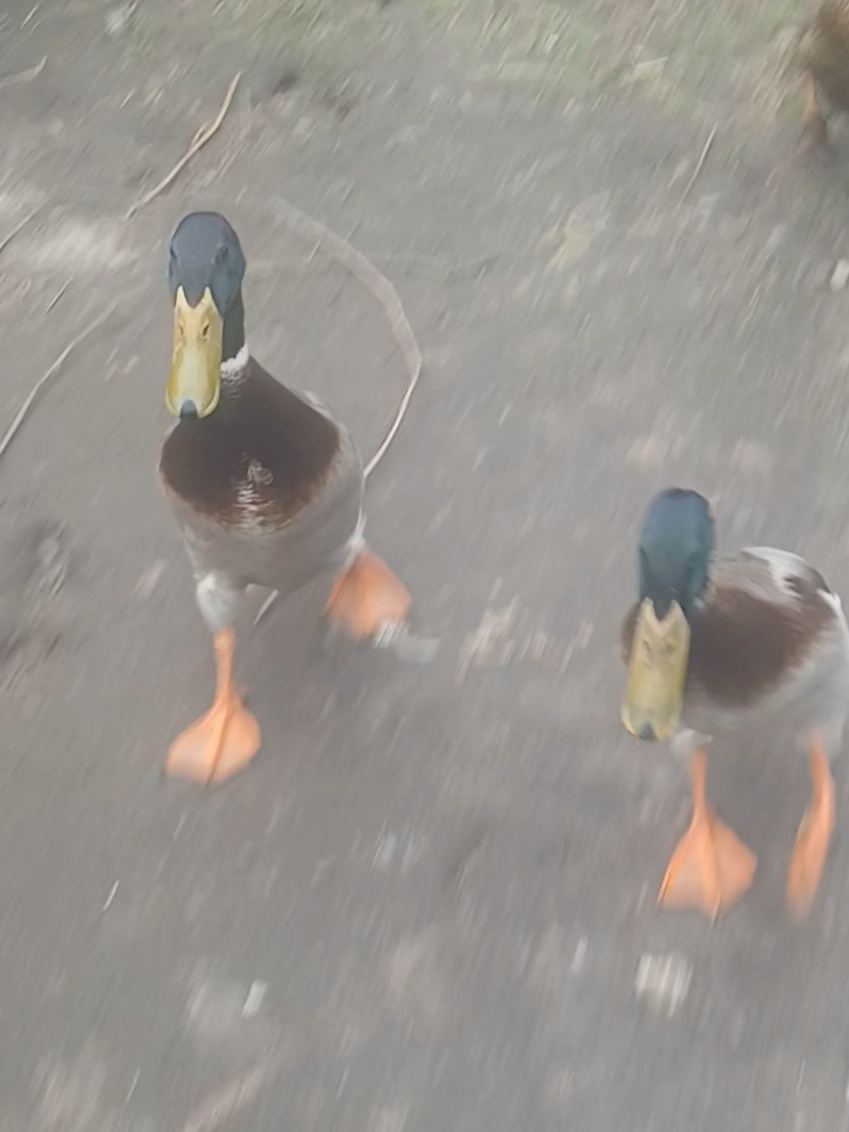 @Kaczogr&oacute;d u Milki🦆🦆🦆🦆