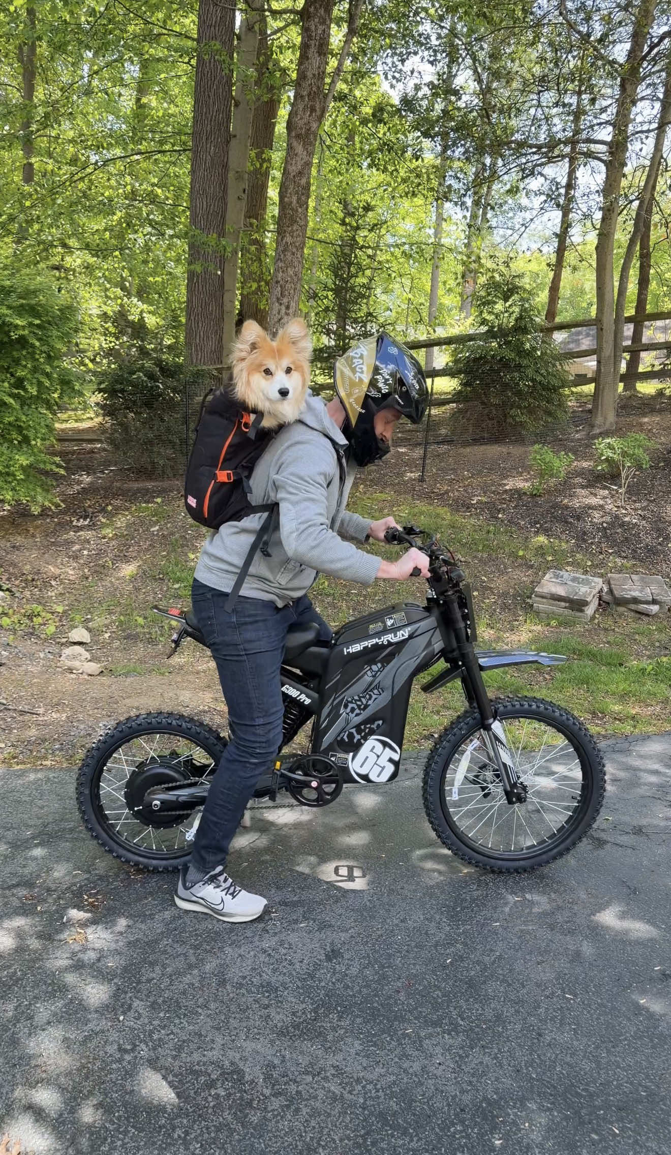 @Hammy & Olivia Corgi