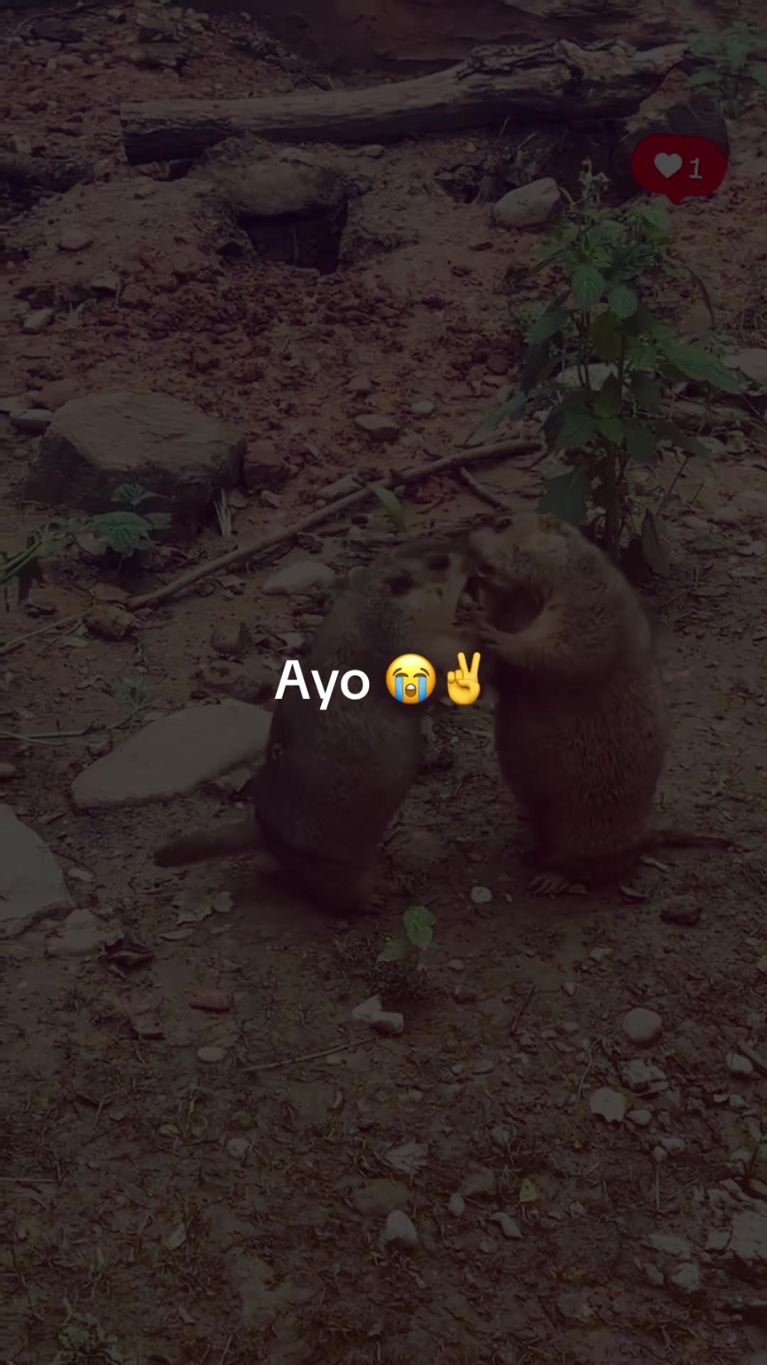 @dailymarmot00