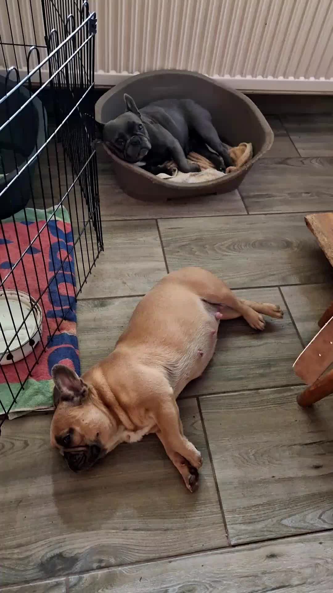 @Nomad_Warrior_Kennel