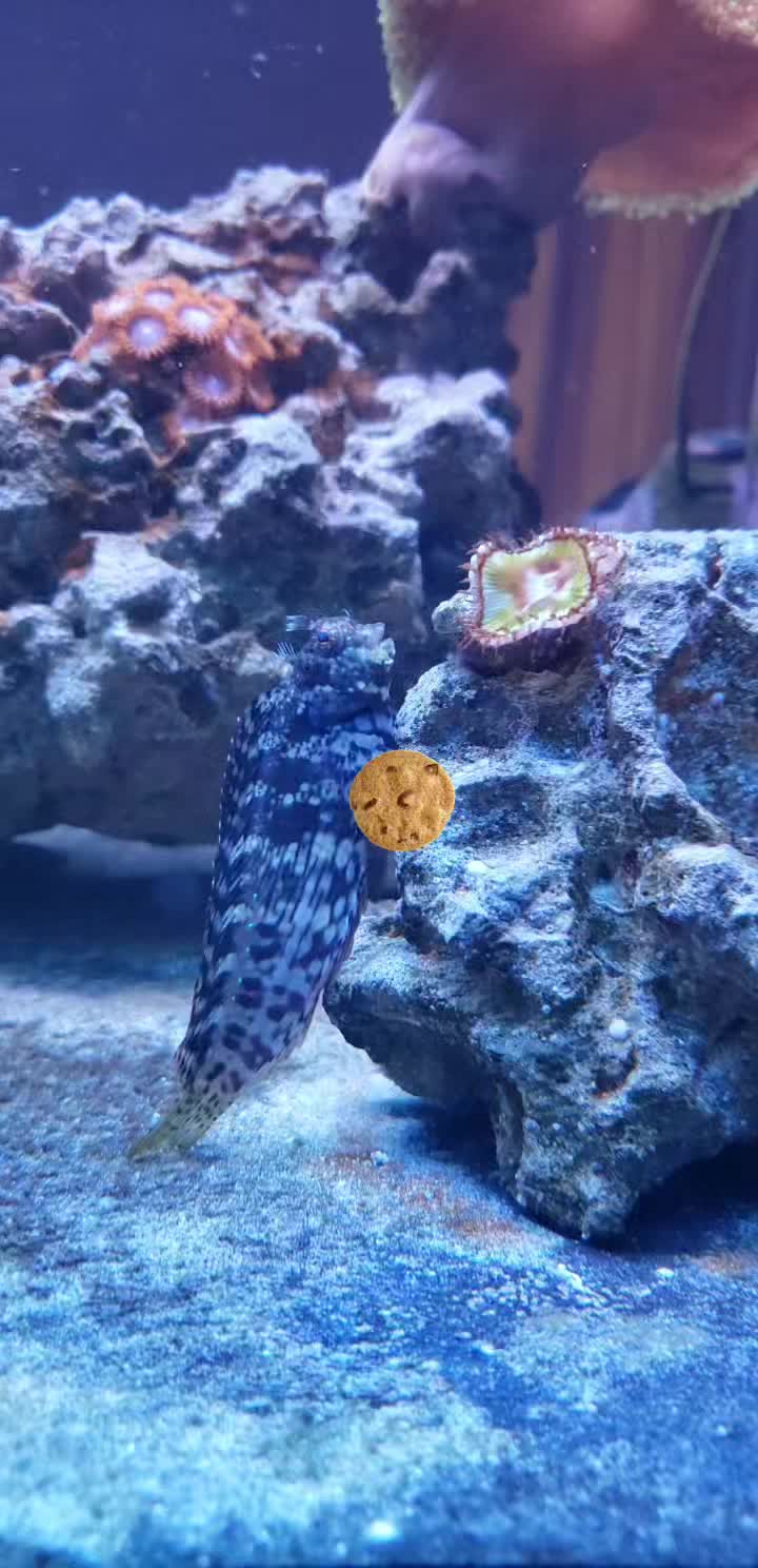 @300gallontank