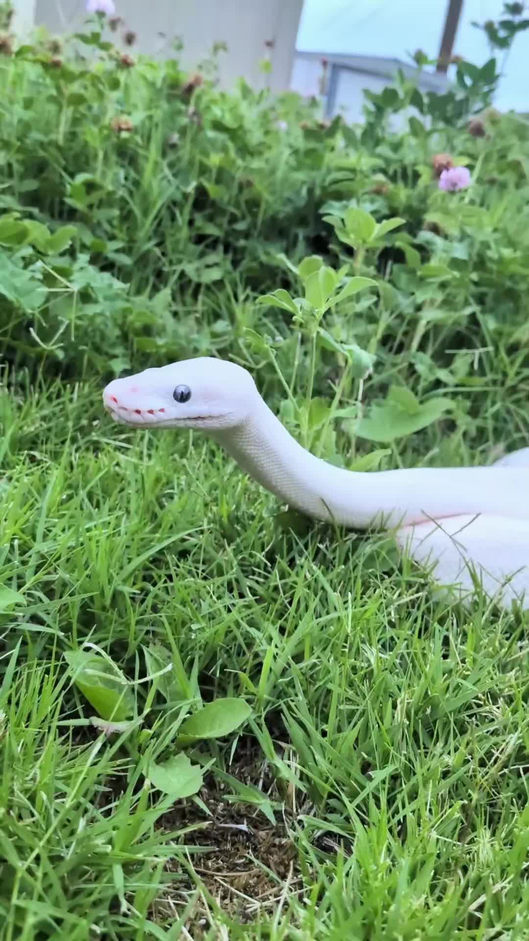@SnekDice