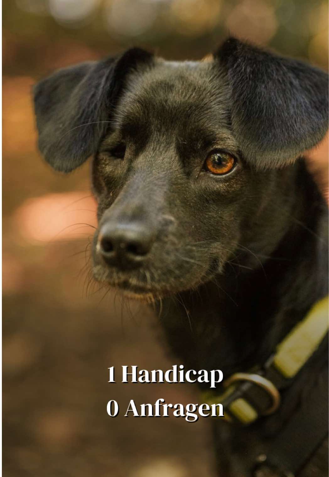 @SpecialDogs e.V.