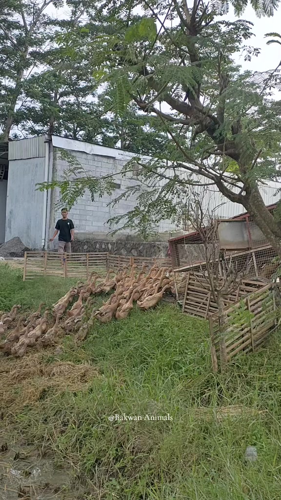 @Bakwan Animals