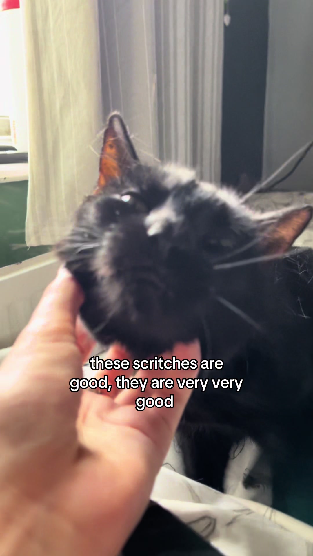 @spider