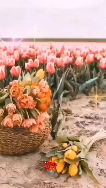 @꧁ ღ🦋 ЛуЧиК СоЛнЦа 🦋ღ ꧂
