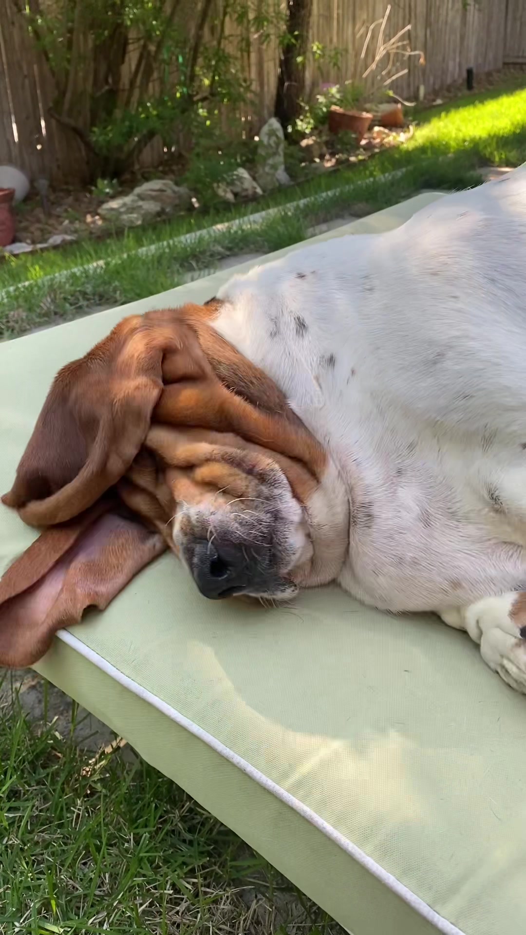@baudelairethebasset