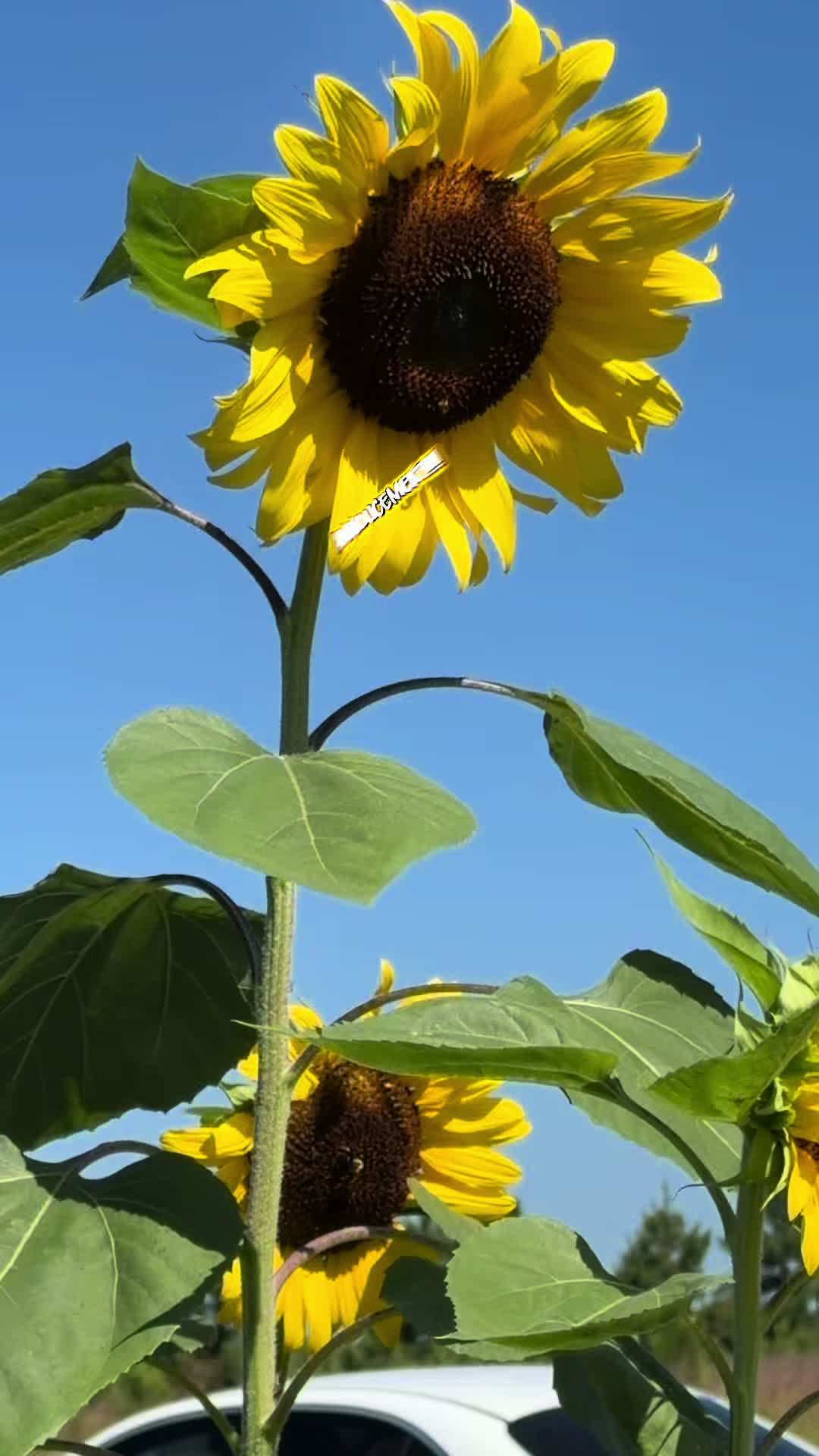 @BirdLadySpeaks
