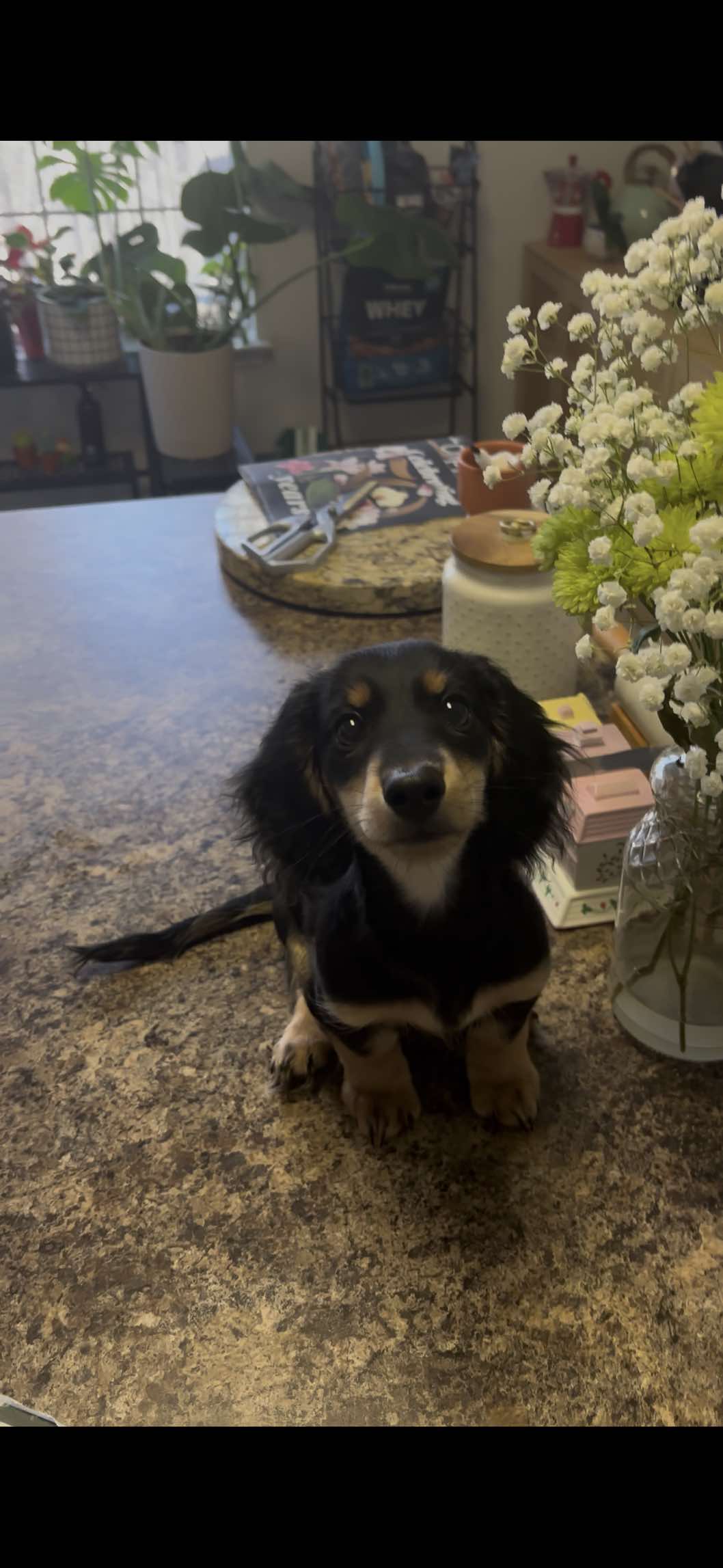 @Eppe | Mini Dachshund