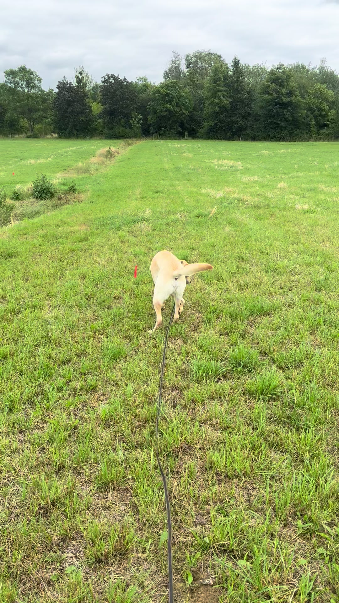 @harzerhunde