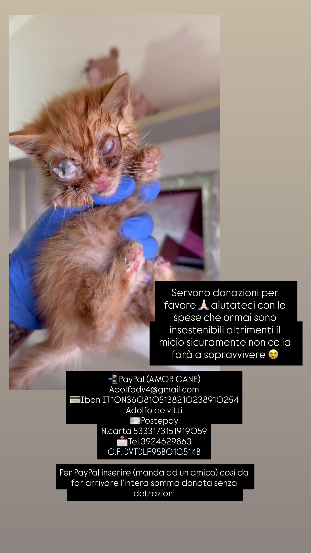 @Amor cane