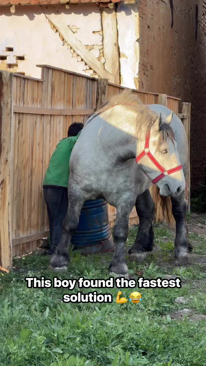 @horse 🐎