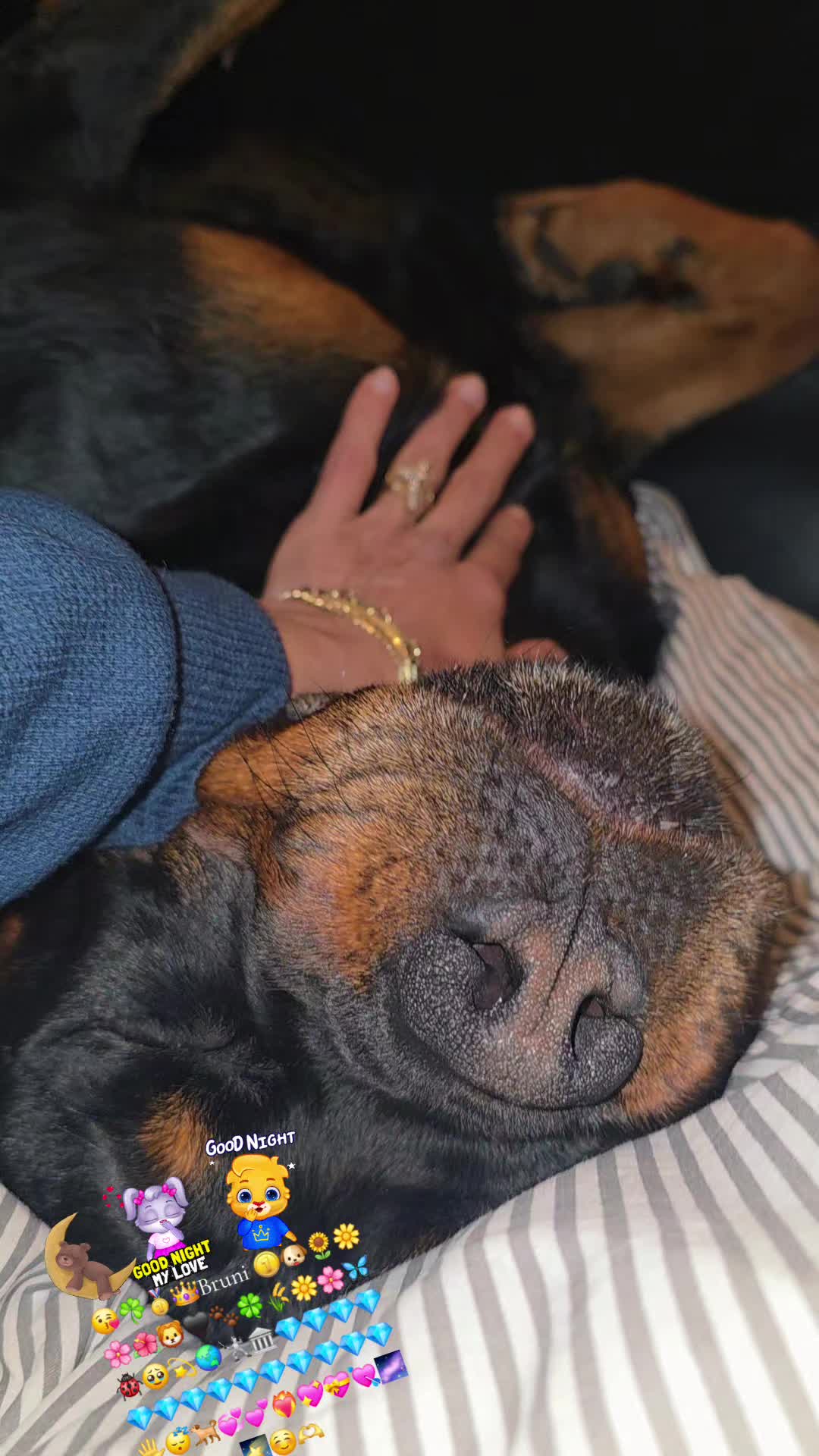 @Rottweiler Bruno