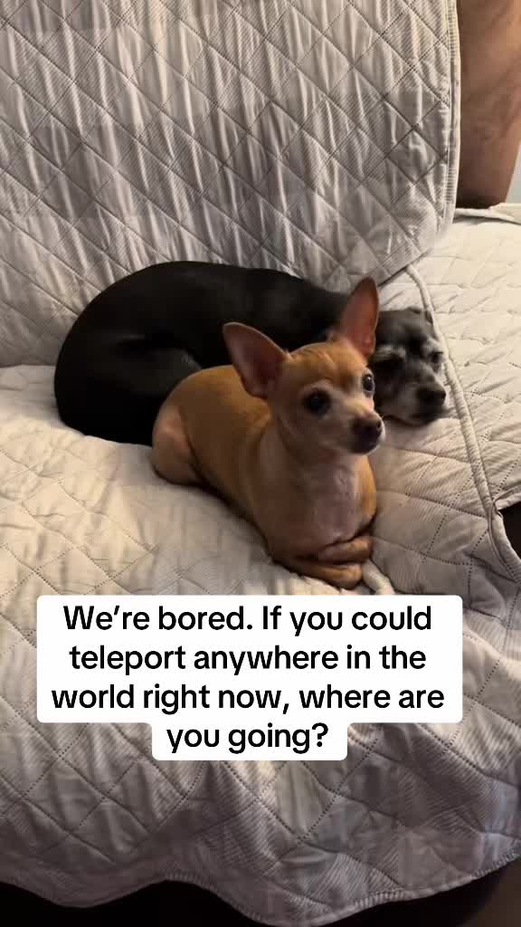 @_roxy_the_chihuahua