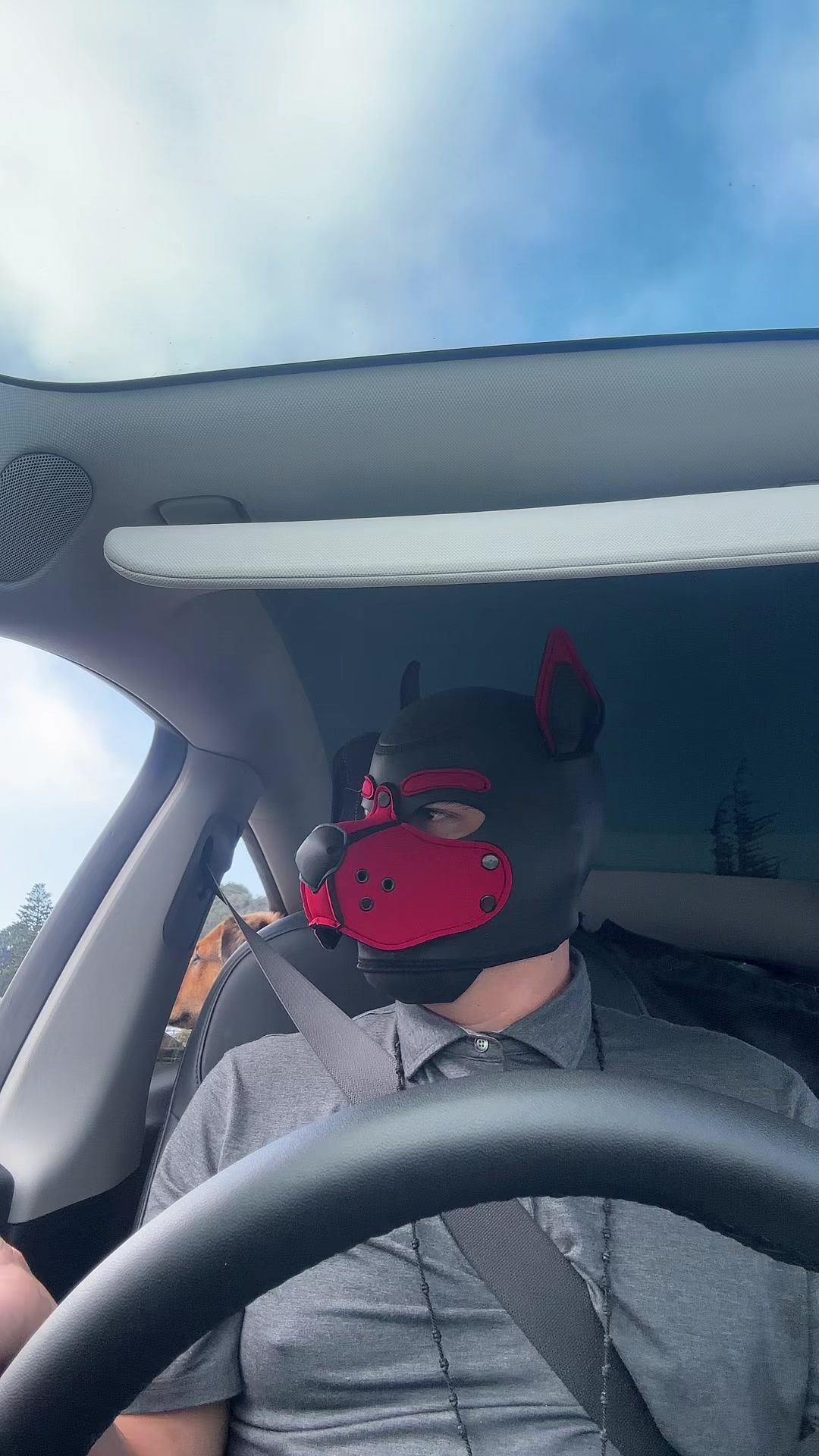 @pup_fenrir