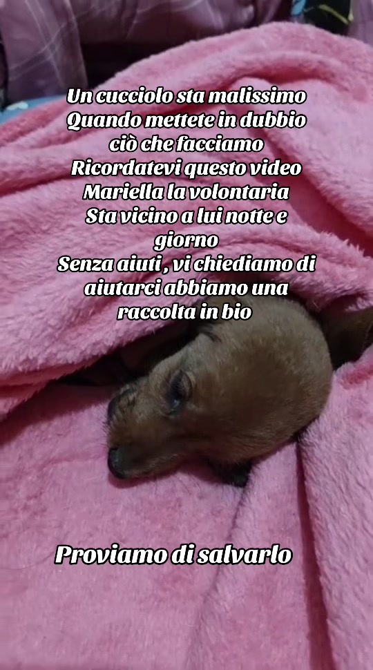 @I randagi di nessuno