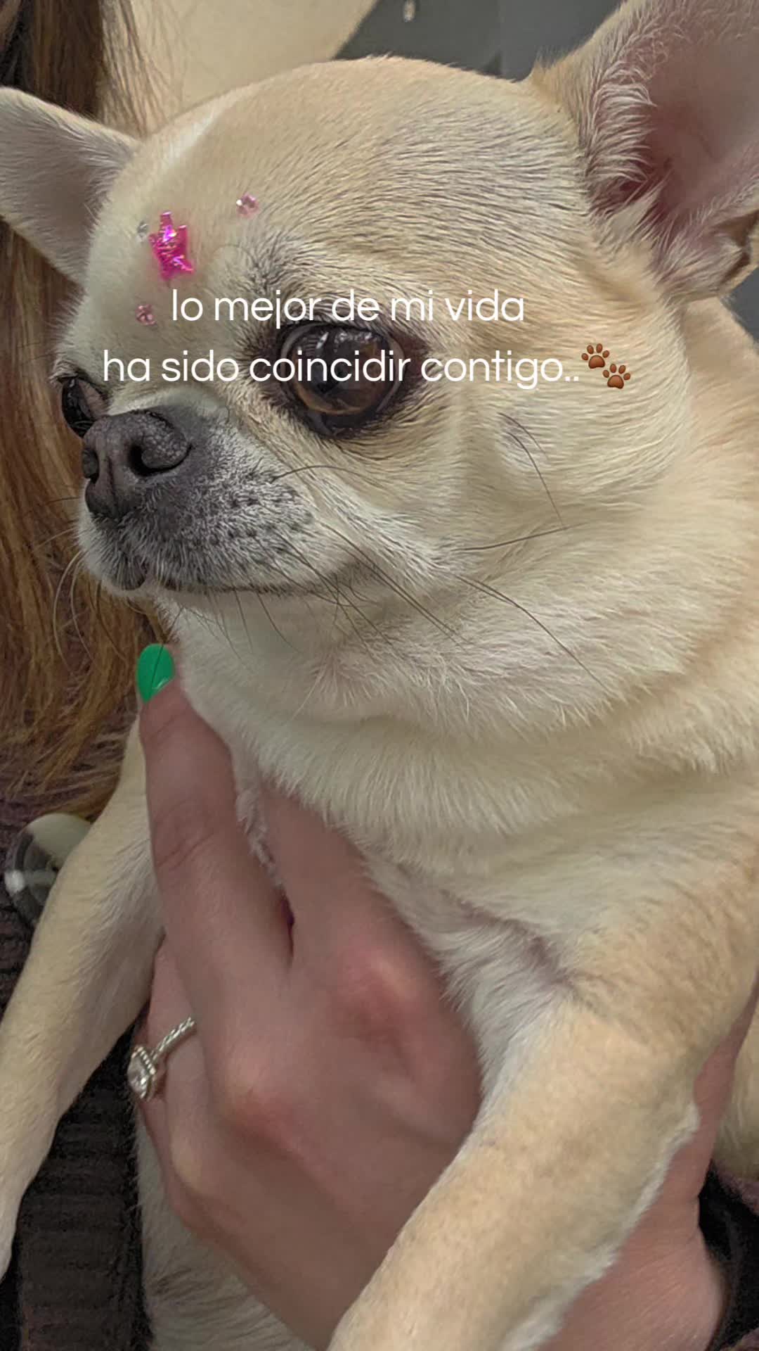 @Camila, a Chihuahua