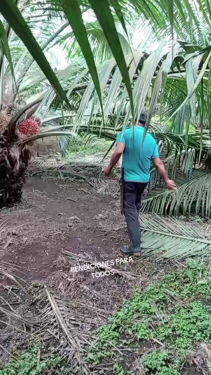 @Jairo desde el campo.