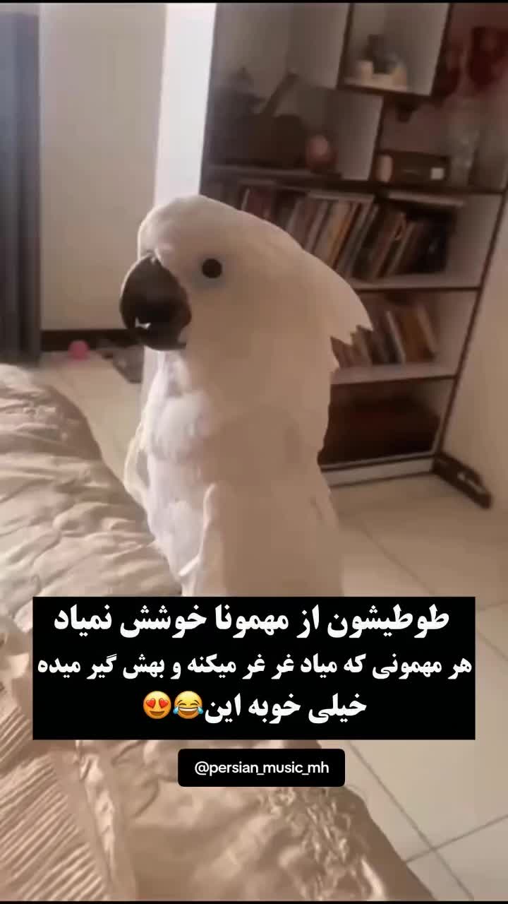 @persian_music