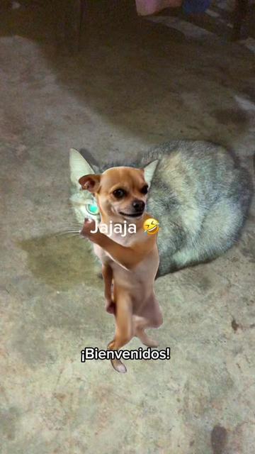 @alexismundial